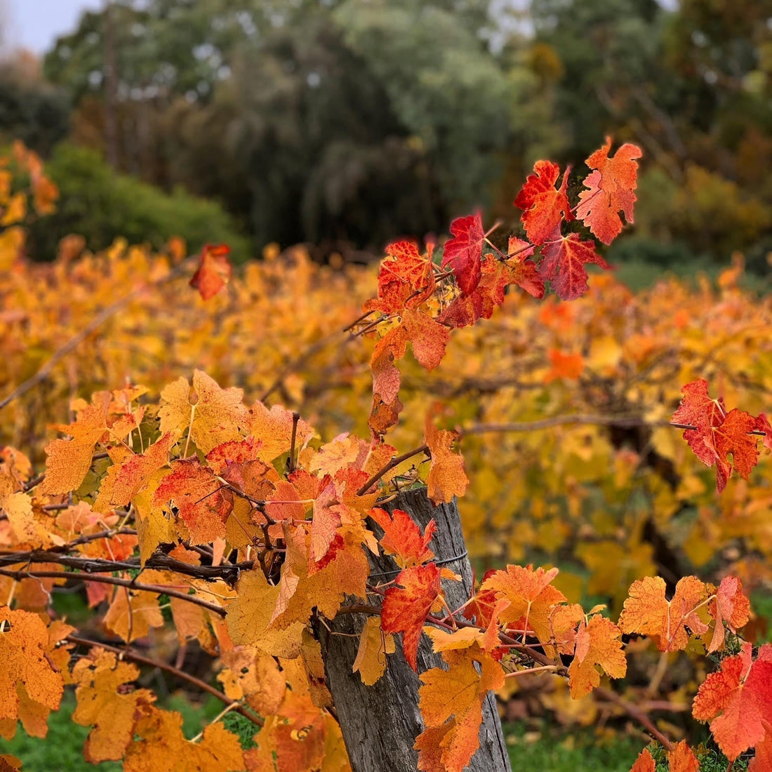 Australia's Top 100 Grape Varieties