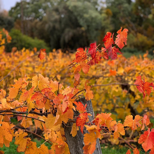 Australia's Top 100 Grape Varieties