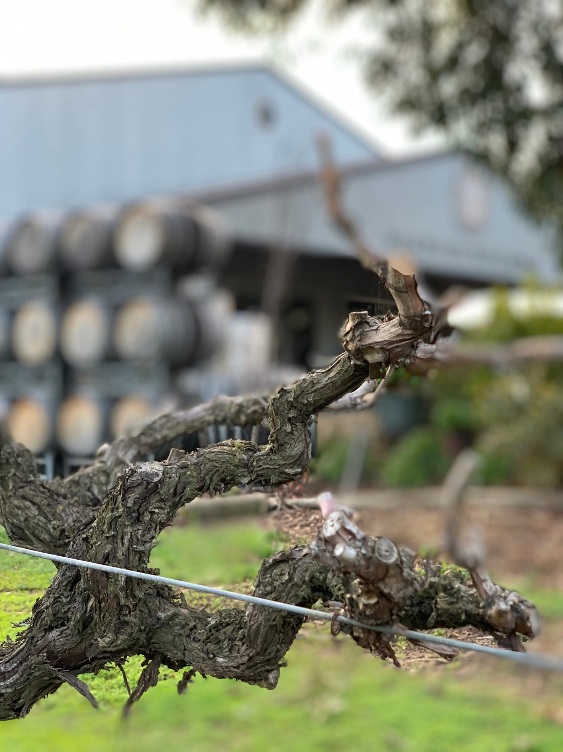 The Art of Minimal Intervention Viticulture in South Australia