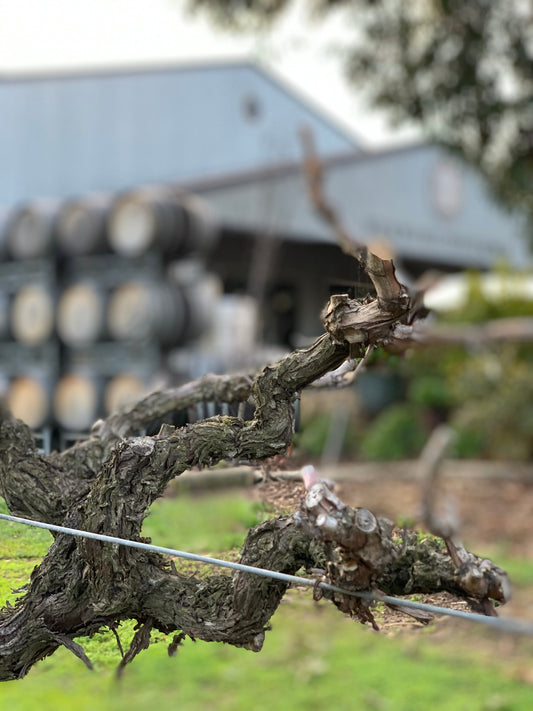 The Art of Minimal Intervention Viticulture in South Australia