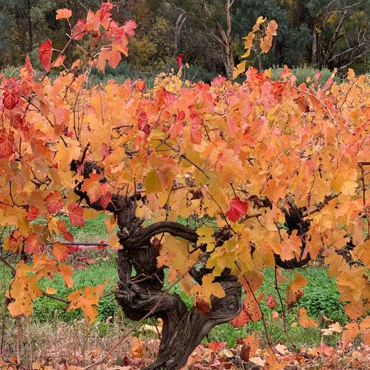 Australian Wine History: A Speed Date with Wine Culture